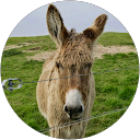 Rapha Henry profile picture