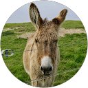 Rapha Henry profile picture